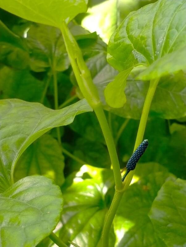 Long Pepper