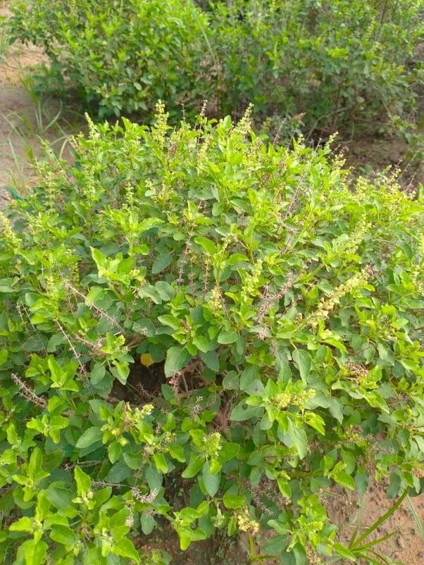 tulsi