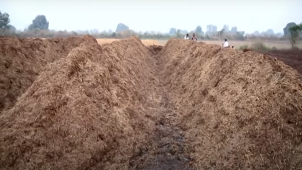 Piles of wheat straw