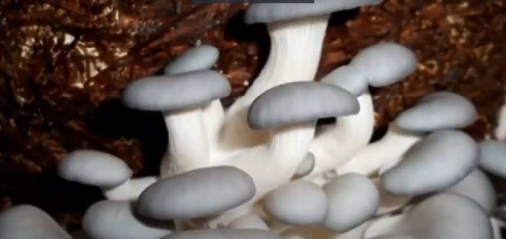 grey oyster mushroom