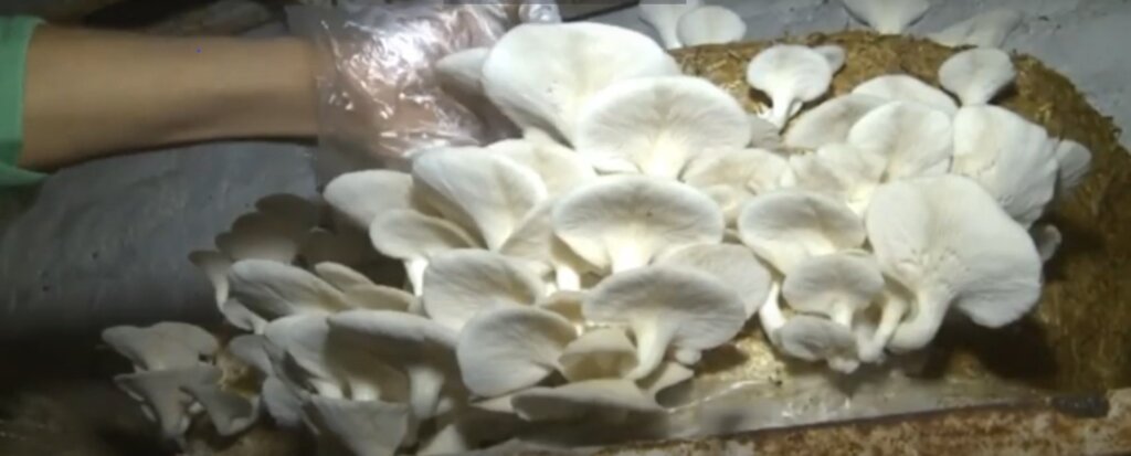 oyster mushroom at harvesting stage