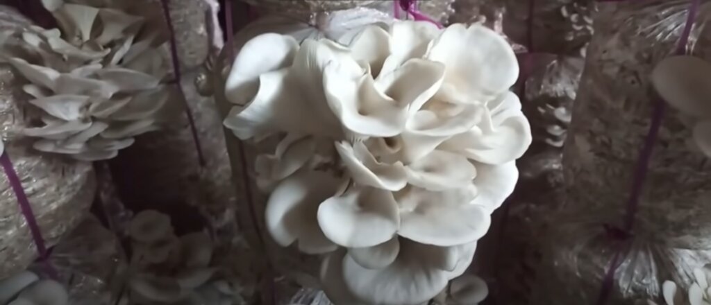 oyster mushroom at harvesting stage