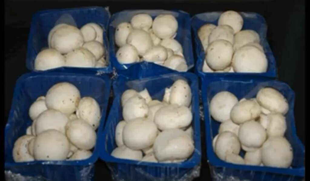 packaging of button mushroom