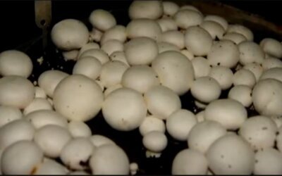 White Button Mushroom Cultivation- Part 2