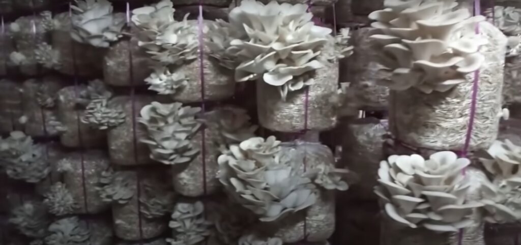 oyster mushroom at harvesting stage