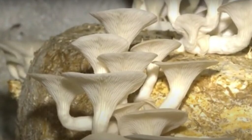 white oyster mushroom