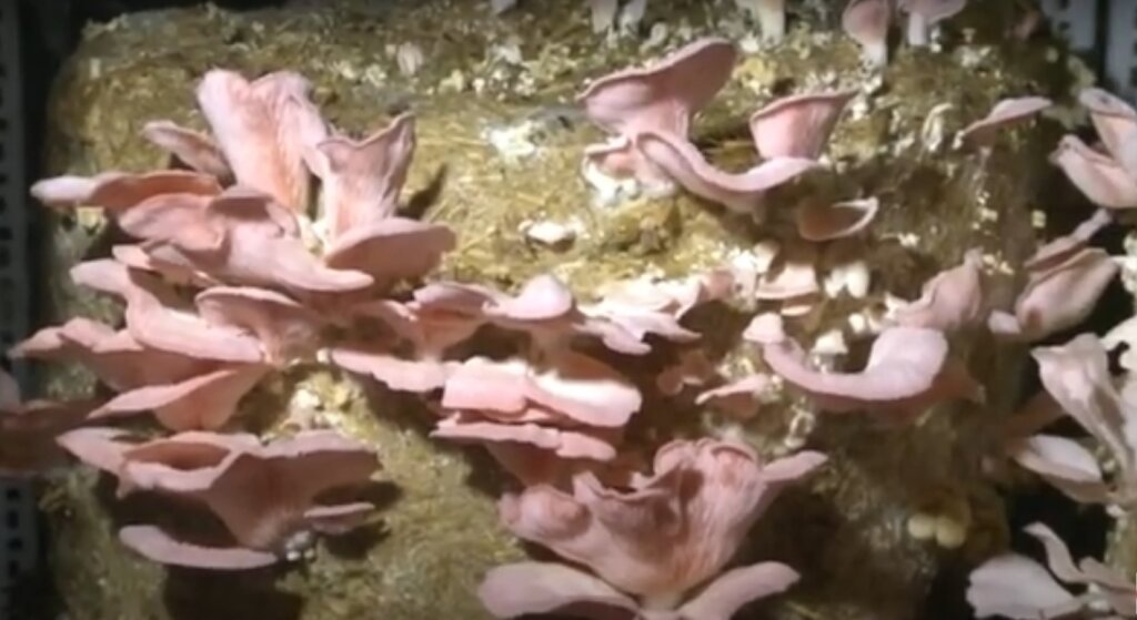 pink oyster mushroom