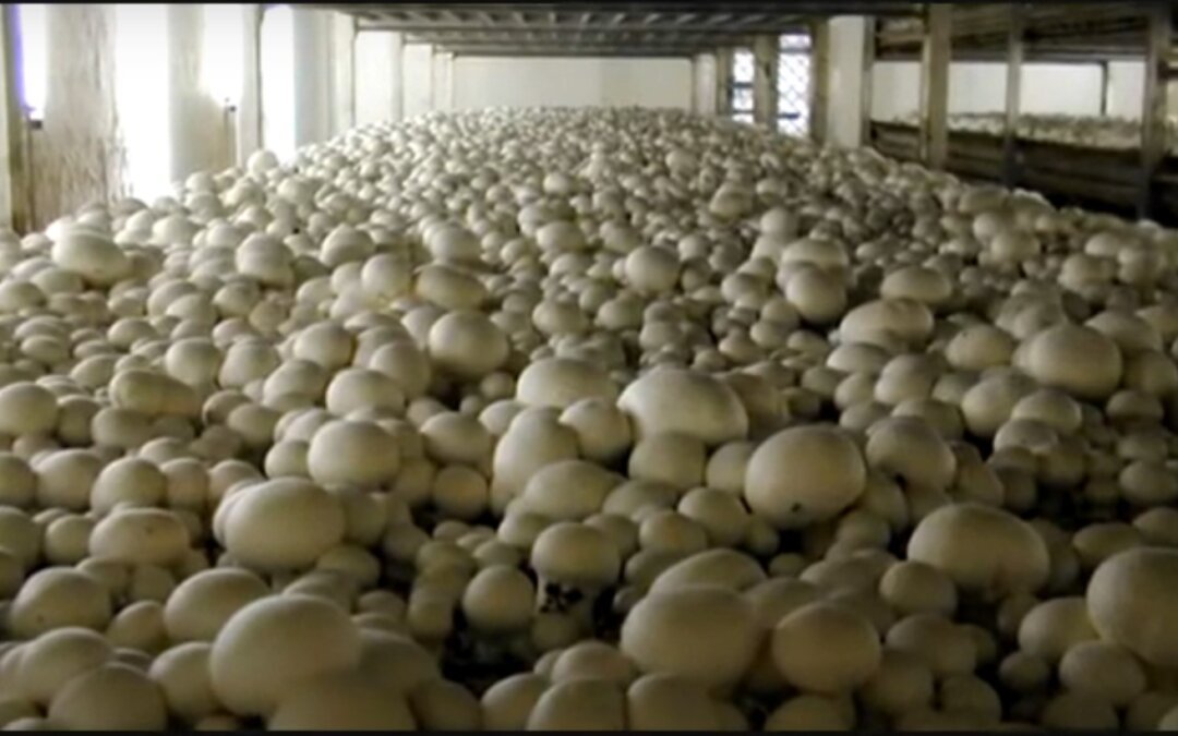 White Mushroom Cultivation Part – 1