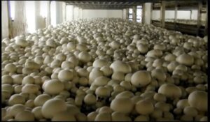 white button mushroom