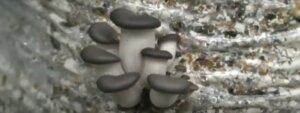 initiation of grey color oyster mushroom