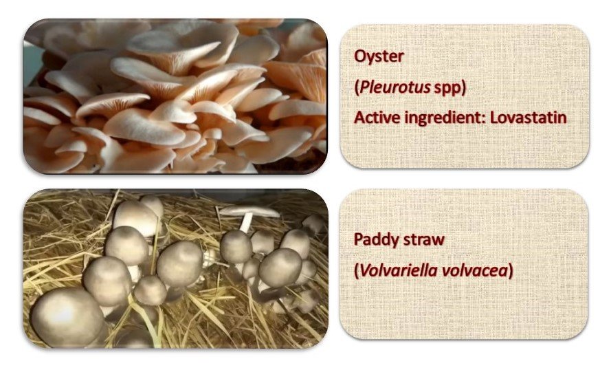 oyster mushroom
paddy straw mushroom 