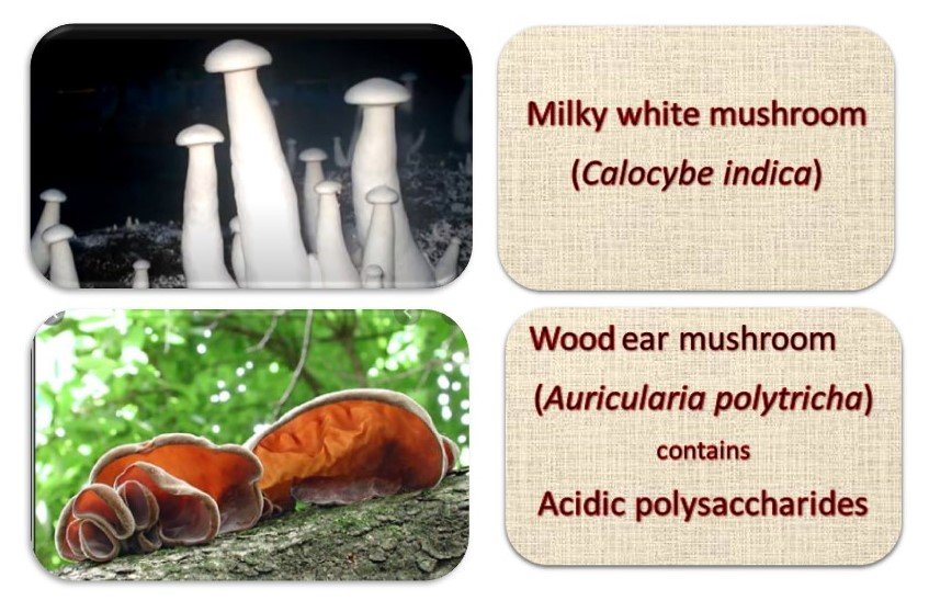 Milky white mushroom
wood ear mushroom
