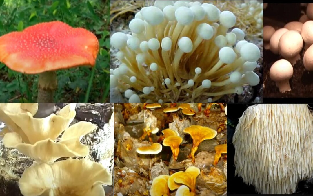 Types of Mushrooms