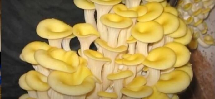 Oyster Mushroom Cultivation