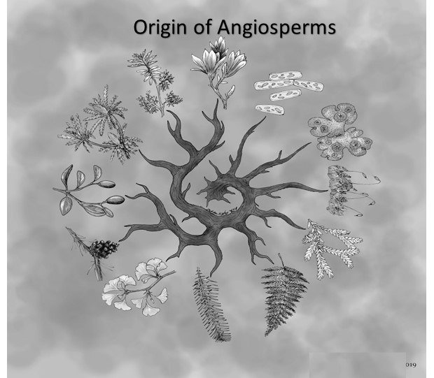 Origin of Angiosperm