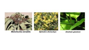 Gnetophytes
