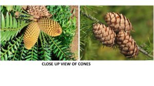 close up view of cones