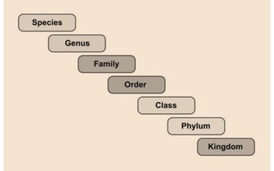 Taxonomic categories