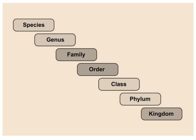 Taxonomic categories