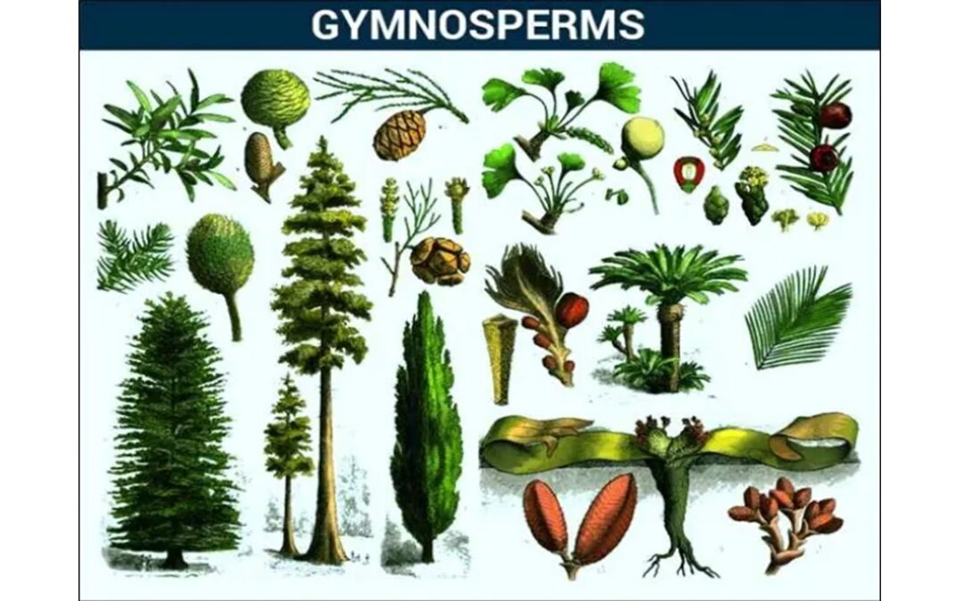 Gymnosperms: General Characteristics