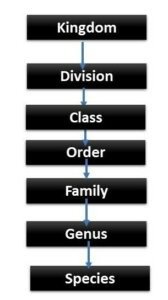 Taxonomic category