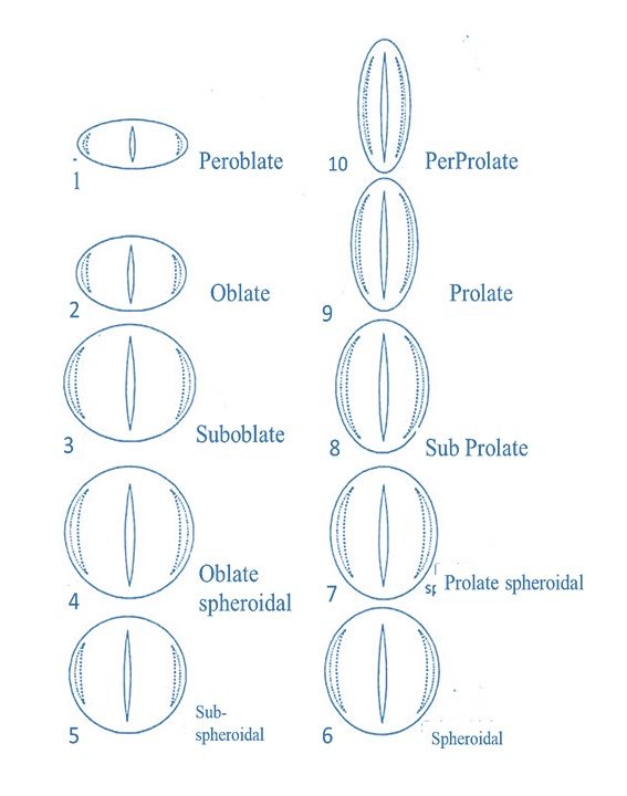 Shape of pollen grains according to Erdtman (1952)