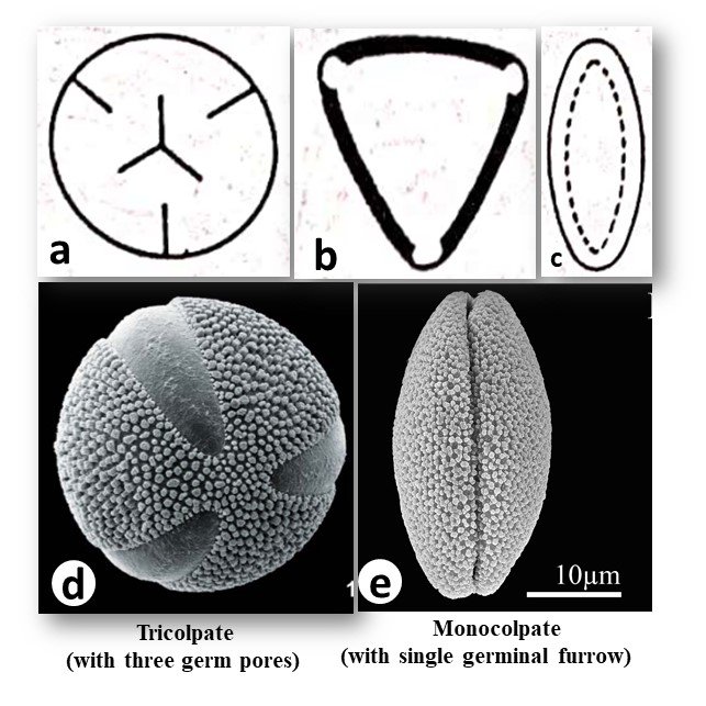 Tricolpate and Monocolpate pollen grains shoeing their germ pore 