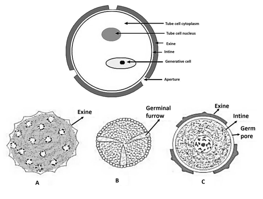 Pollen grain structure