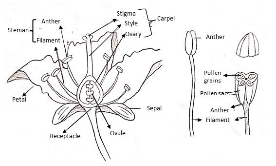 Flower structure: showing its different parts