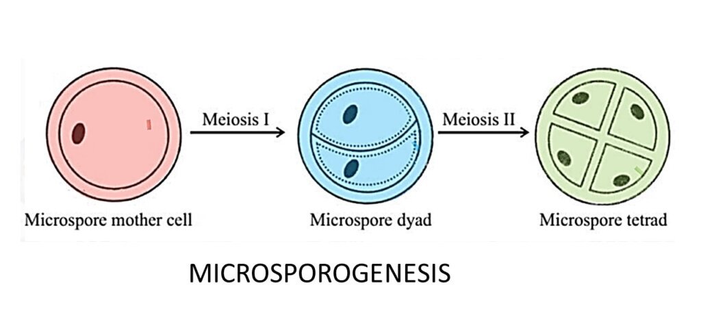 Microsporogenesis: Development of a pollen tetrad from a microspore mother cell