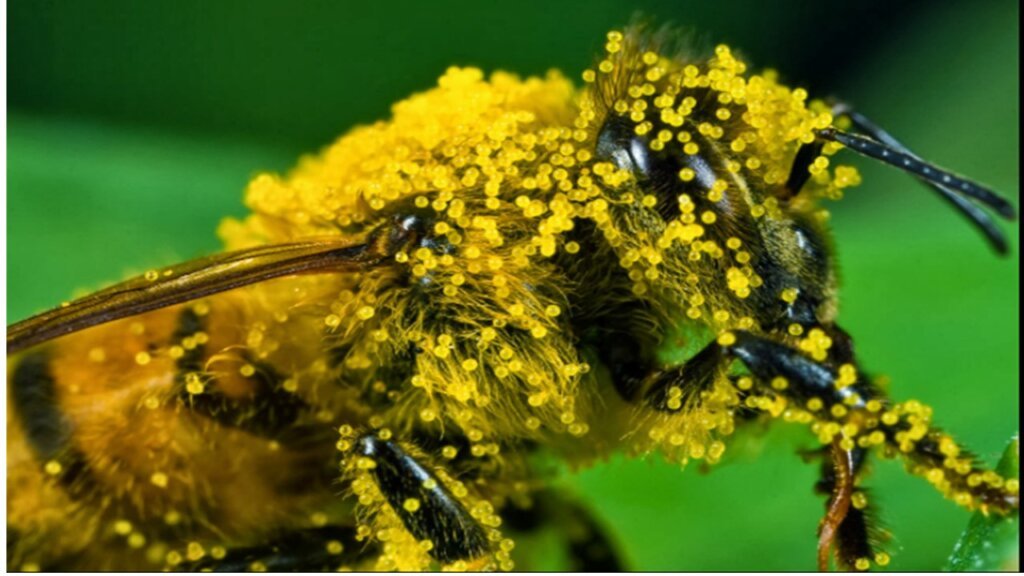 An insect : showing attachment of pollen grains all over its body