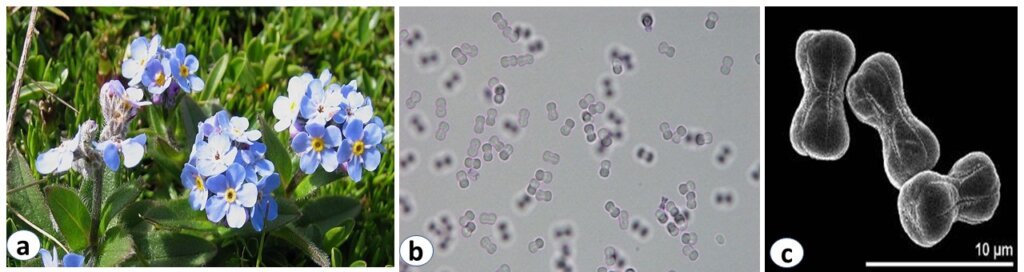 Flowers of Myosotis alpestris having smallest size pollen grains