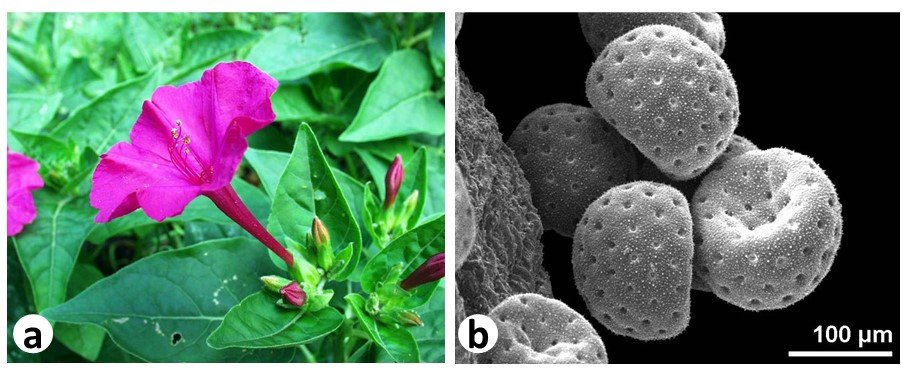 Mirabilis jalapa flower showing larger size of Pollen grains