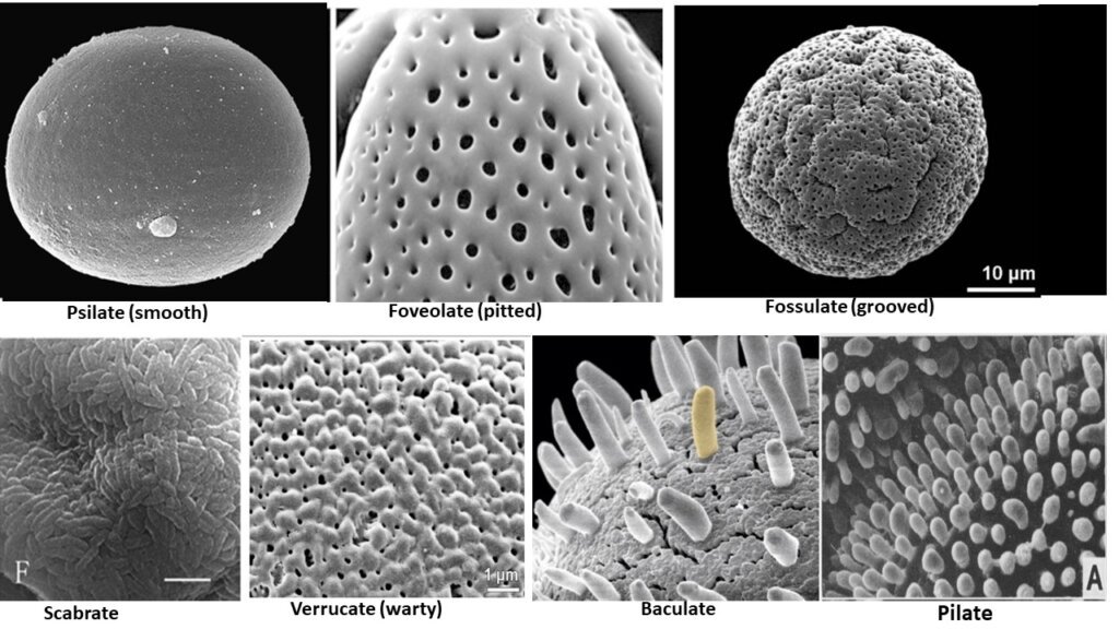 SEM photos of pollen grains showing the details of surface feature of pollen grains