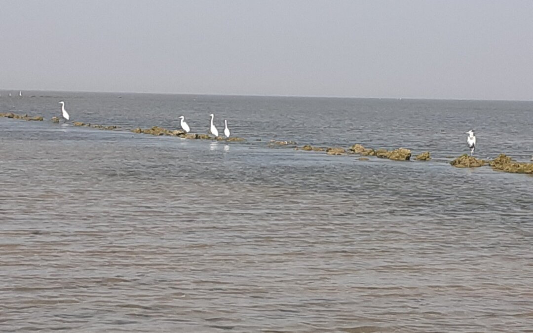 A one-day study tour to Narara- Marine National Park