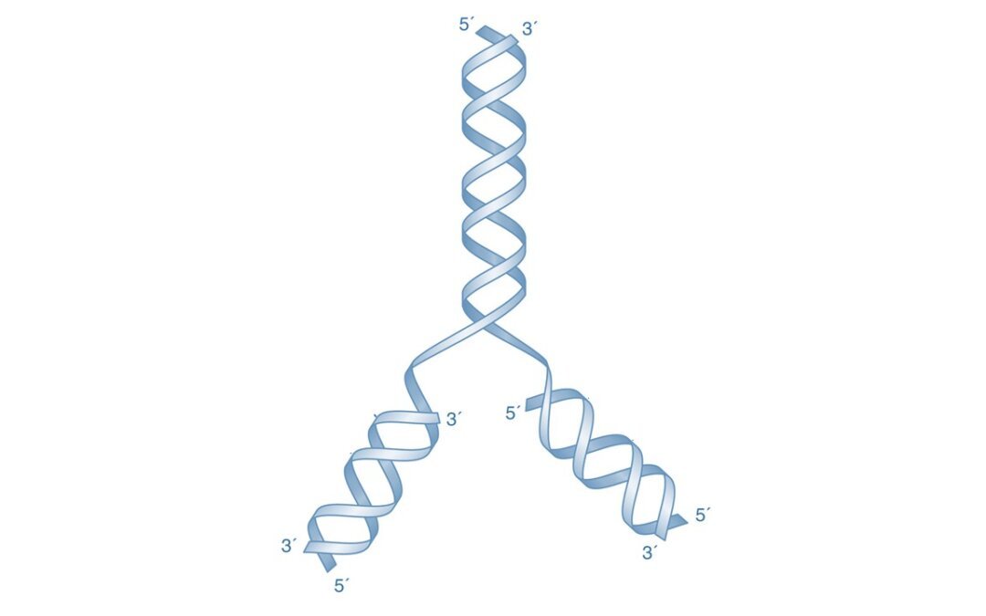 structure of DNA